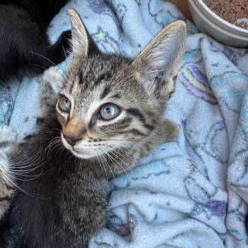Rescue Domestic Short Hair Cats for Adoption in Lake Jackson, Texas - Slim | PetCurious