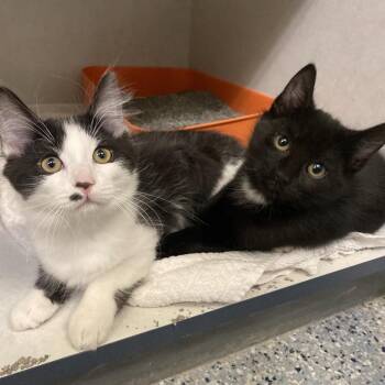 Lidia -  Domestic Short Hair Cat for Adoption in Dayton, Ohio - Lidia | PetCurious