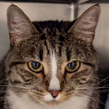 Domestic Short Hair Cats Available for Adoption in Kennebunk, Maine - Tiger | PetCurious
