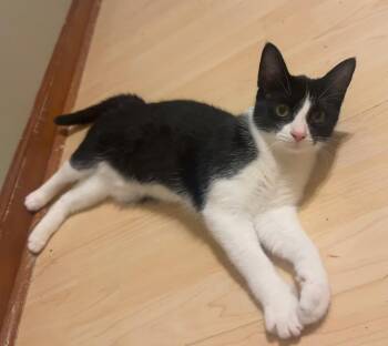 Lucky Luciano -  Domestic Short Hair Cat for Adoption in Kalamazoo, Michigan - Lucky Luciano | PetCurious
