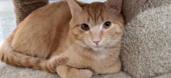 Wiley -  Domestic Short Hair Cat for Adoption in Pocatello, Idaho - Wiley | PetCurious