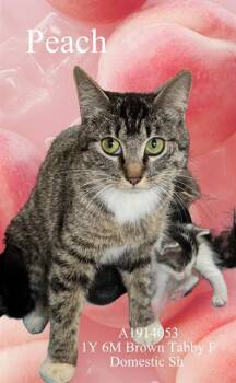 PEACH -  Domestic Short Hair Cat for Adoption in Riverside, California - PEACH | PetCurious