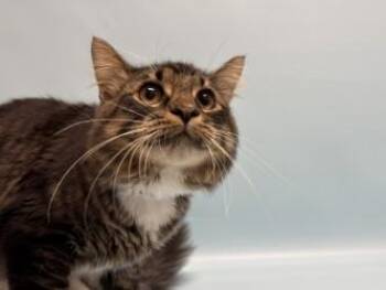 Lee -  Domestic Medium Hair and Domestic Short Hair Cat for Adoption in Woodbury, Minnesota - Lee | PetCurious