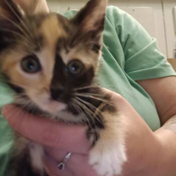 Domestic Short Hair Cats Available for Adoption - Willow | PetCurious