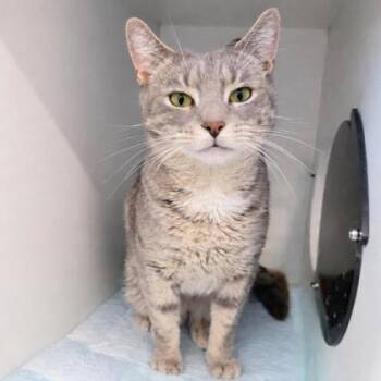 Domestic Short Hair Cats Available for Adoption - Olive | PetCurious