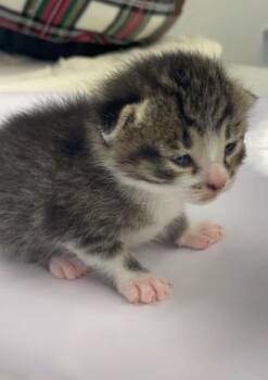 Bart -  Domestic Short Hair Cat for Adoption in Westfield, New York - Bart | PetCurious