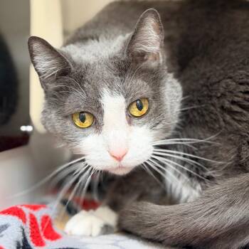 Domestic Short Hair Cats Available for Adoption - Tulip | PetCurious