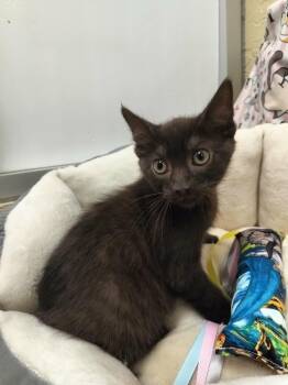 Cocoa -  Domestic Short Hair and Havana Cat for Adoption in Parlier, California - Cocoa | PetCurious