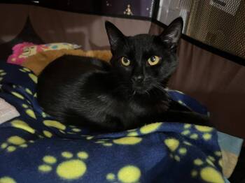 Rescue Domestic Short Hair and American Shorthair Cats for Adoption in Frankfort, Michigan - Oscar De La Hoya | PetCurious