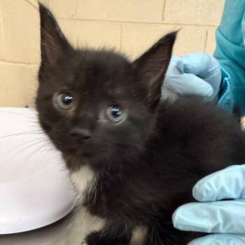 Gerta -  Domestic Short Hair Cat for Adoption in Troy, Virginia - Gerta | PetCurious