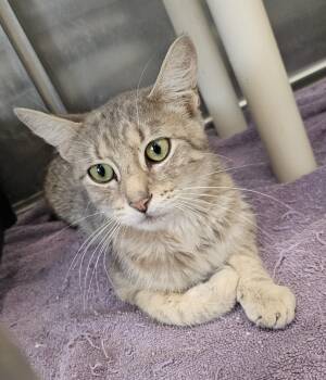 Rescue Domestic Short Hair Cats for Adoption in Portland, Indiana - Clarity | PetCurious