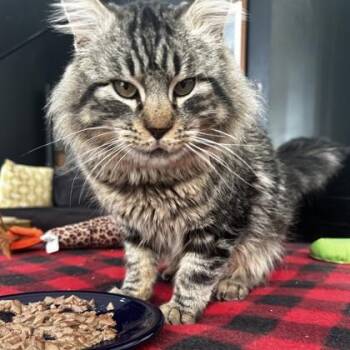 Domestic Medium Hair and Domestic Short Hair Cats Available for Adoption - Griswold | PetCurious