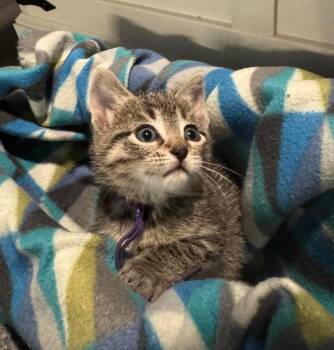 Domestic Short Hair Cats Available for Adoption in Taycheedah, Wisconsin - Blythe | PetCurious