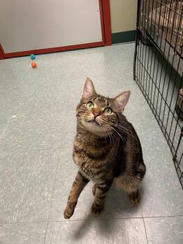 Oscar -  Domestic Short Hair Cat for Adoption in Warwick, Rhode Island - Oscar | PetCurious