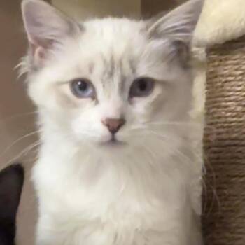 Pinto Novack -  Domestic Medium Hair Cat for Adoption in Eagle Mountain, Utah - Pinto Novack | PetCurious