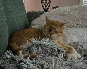 Gambo -  Domestic Short Hair Cat for Adoption in Hutchinson, Minnesota - Gambo | PetCurious