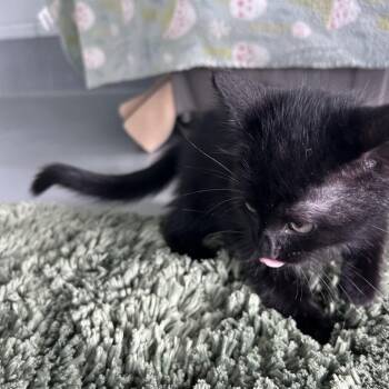 Cape -  Domestic Short Hair Cat Available for Adoption - Cape | PetCurious