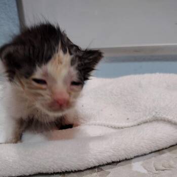 Sophie, the Horse -  Domestic Medium Hair Cat for Adoption in Suisun City, California - Sophie, The Horse | PetCurious