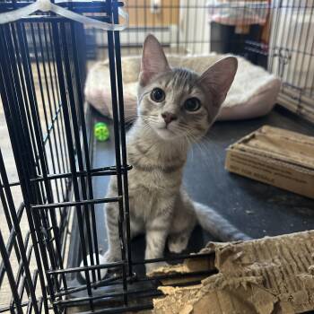 Rain -  Domestic Short Hair Cat for Adoption in Pleasantville, New Jersey - Rain | PetCurious