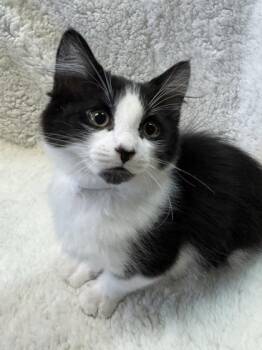Domestic Medium Hair and Domestic Short Hair Cats Available for Adoption in Seneca, South Carolina - Gus Gus $150 At PetSmart Seneca | PetCurious