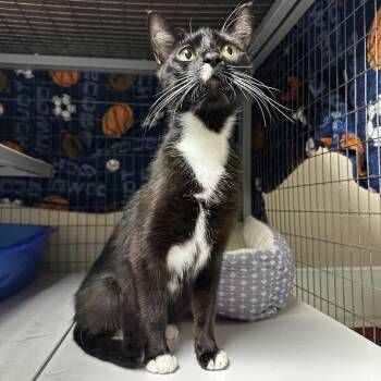 Valens -  Domestic Short Hair Cat Available for Adoption in Blue Ridge, Georgia - Valens | PetCurious