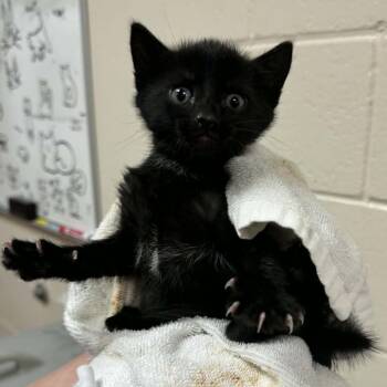 Rattle -  Domestic Short Hair Cat for Adoption in Reno, Nevada - Rattle | PetCurious