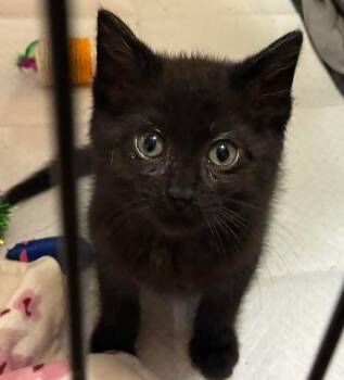 Crunchy Roll -  Domestic Short Hair Cat for Adoption in Columbia, Illinois - Crunchy Roll | PetCurious