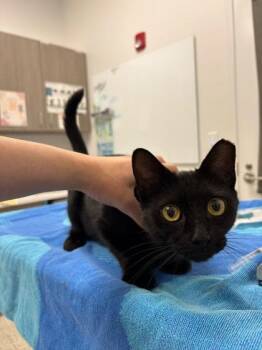 Jewel -  Domestic Short Hair Cat for Adoption in Kansas City, Missouri - Jewel | PetCurious