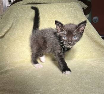 Rescue Domestic Short Hair Cats for Adoption in Rancho Cucamonga, California - UNKNOWN | PetCurious