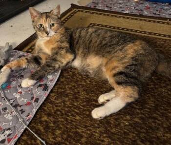 Cass -  Torbie Cat Available for Adoption in Shippensburg, Pennsylvania - Cass | PetCurious
