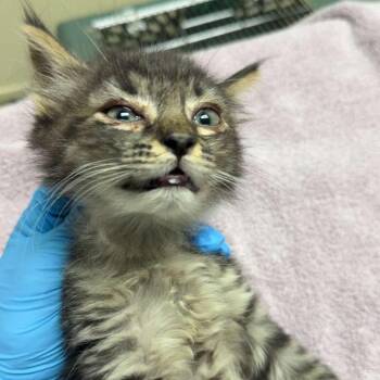 Lamar -  Domestic Short Hair Cat for Adoption in Lakewood, Colorado - Lamar | PetCurious