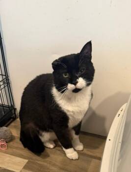 Rescue Domestic Short Hair Cats for Adoption in Sioux City, Iowa - Evander | PetCurious