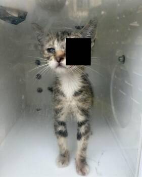 PIKACHU -  Domestic Medium Hair Cat for Adoption in Ontario, California - PIKACHU | PetCurious