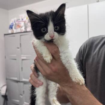 Splat -  Domestic Medium Hair Cat for Adoption in Manhattan, Kansas - Splat | PetCurious