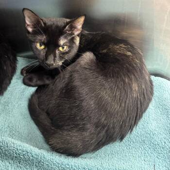 Ellen -  Domestic Short Hair Cat for Adoption in Lake Panasoffkee, Florida - Ellen | PetCurious