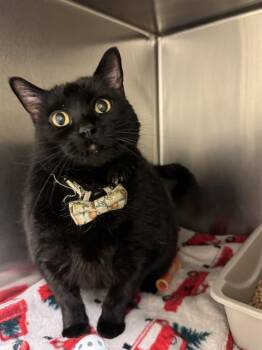 SOPHIA MARIE -  Domestic Short Hair Cat for Adoption in West Valley City, Utah - SOPHIA MARIE | PetCurious