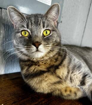 Tabby Cats Available for Adoption - Aspen | PetCurious