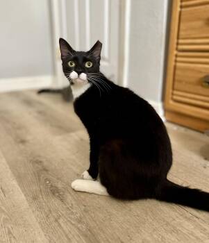 Tuxedo Cats Available for Adoption in Gulfport, Mississippi - Nina Simone | PetCurious