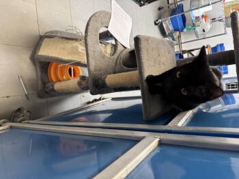 Rescue Domestic Short Hair Cats for Adoption in Hoopeston, Illinois - Raven | PetCurious