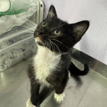 Rescue Domestic Short Hair Cats for Adoption in Grinnell, Iowa - Xander | PetCurious