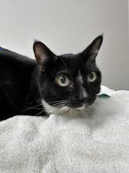 Biko -  Domestic Short Hair Cat for Adoption in Sacramento, California - Biko | PetCurious