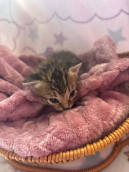 Waverly -  Domestic Short Hair Cat for Adoption in Randolph, Alabama - Waverly | PetCurious
