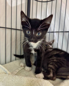 Rescue Domestic Short Hair Cats for Adoption in Novato, California - Toggle | PetCurious