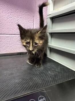 Domestic Long Hair Cats Available for Adoption in El Paso, Texas - Zinnia | PetCurious