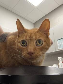 Domestic Short Hair Cats Available for Adoption in Indianapolis, Indiana - WILLIS | PetCurious