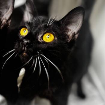 Rescue Domestic Short Hair Cats for Adoption in Starkville, Mississippi - Acorn | PetCurious