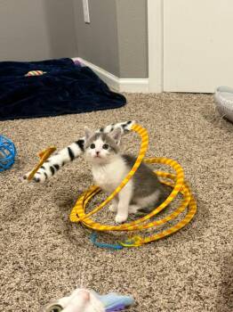 Rescue Domestic Short Hair Cats for Adoption in Sioux City, Iowa - Carrot | PetCurious