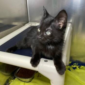 Pollen -  Domestic Short Hair Cat for Adoption in Roanoke, Virginia - Pollen | PetCurious