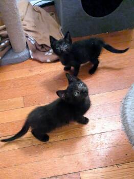 Scuttlebut & Shipshape -  American Shorthair Cat for Adoption in New York, New York - Scuttlebut & Shipshape | PetCurious