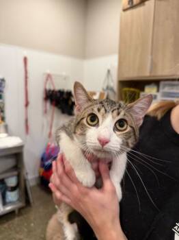 Rescue Domestic Short Hair Cats for Adoption in Louisville, Kentucky - Orchid | PetCurious